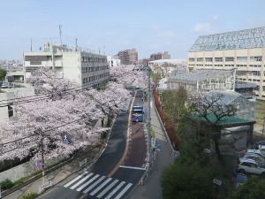 18号館3階から見える満開の桜並木